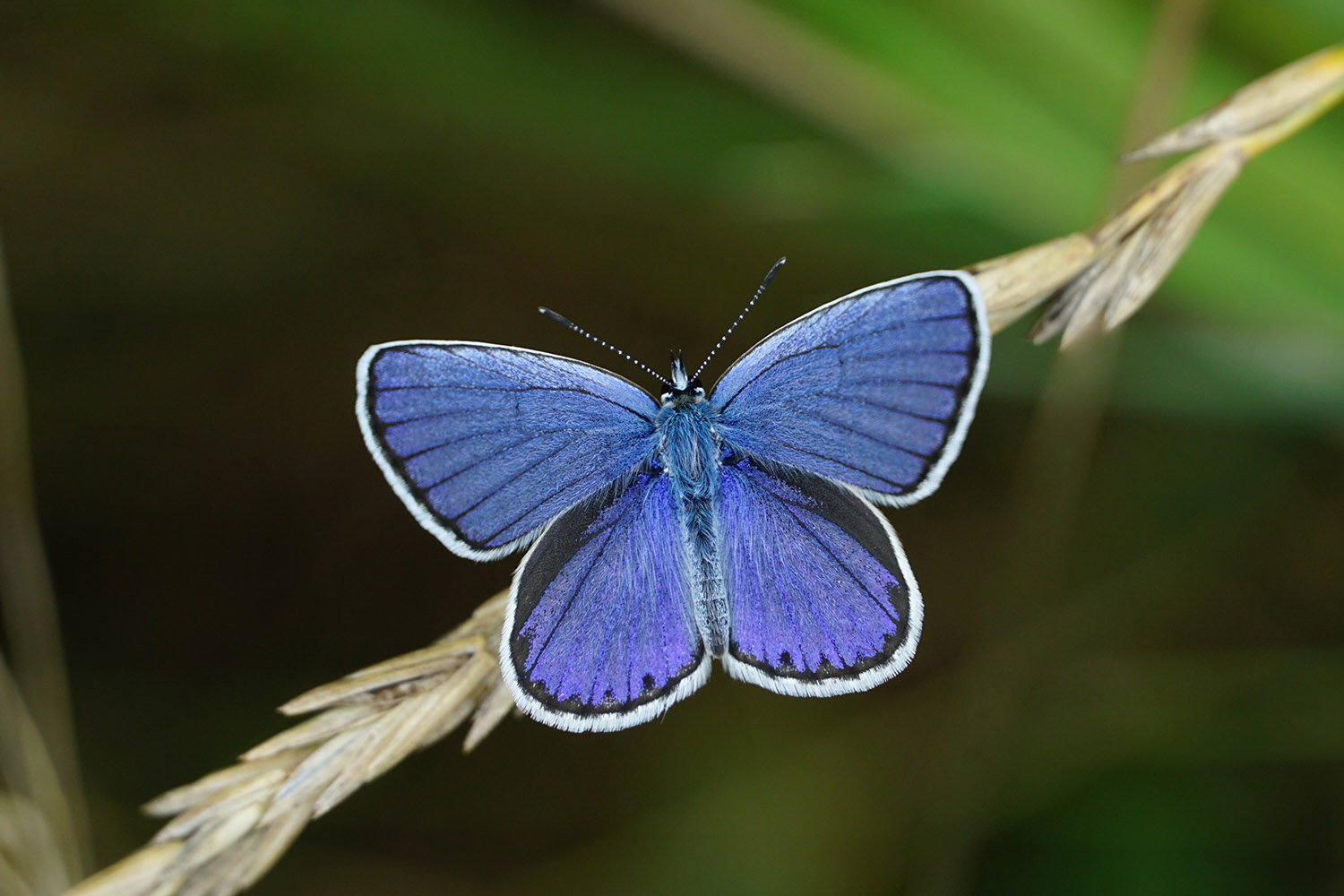 Plebejus_argyrognomon_(52641159080) xulescu_g.jpg