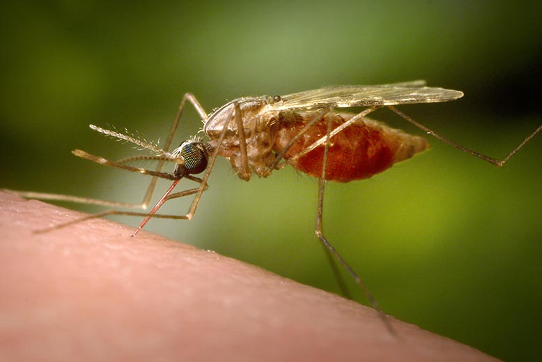 malaria hiv mygga.jpg