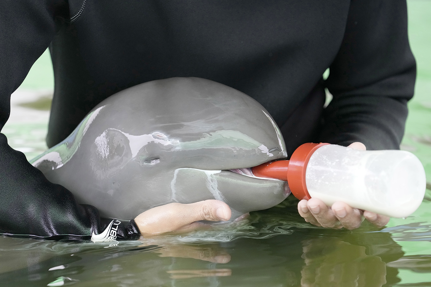 En irrawaddydelfin tas om hand i Thailand. I grannlandet Laos är arten borta. Foto: AP/TT